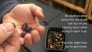 Southern Live Oak Acorns. Germination Experiment. Could I speed up the Germination process?
