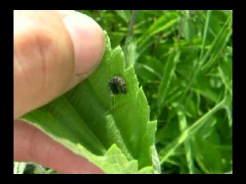 Finding Red Admiral Caterpillars on Nettles