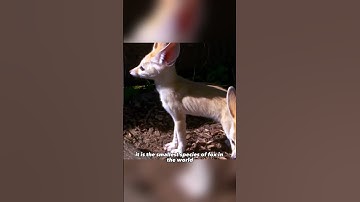 explore the cuteness and amazing nature of the Fennec Fox #shorts