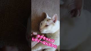 暑さのあまりへそ天する猫「邪魔するにゃー」☆The sleeping appearance of the cat Kiku is strange because of the heat #Shorts