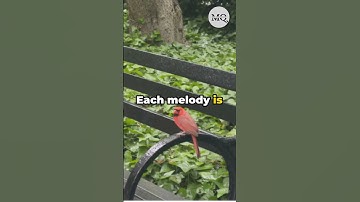 Thumbnail of The Melodious Northern Cardinal _A Song bird | #trending #shorts #song #birds #4k #melody #singer