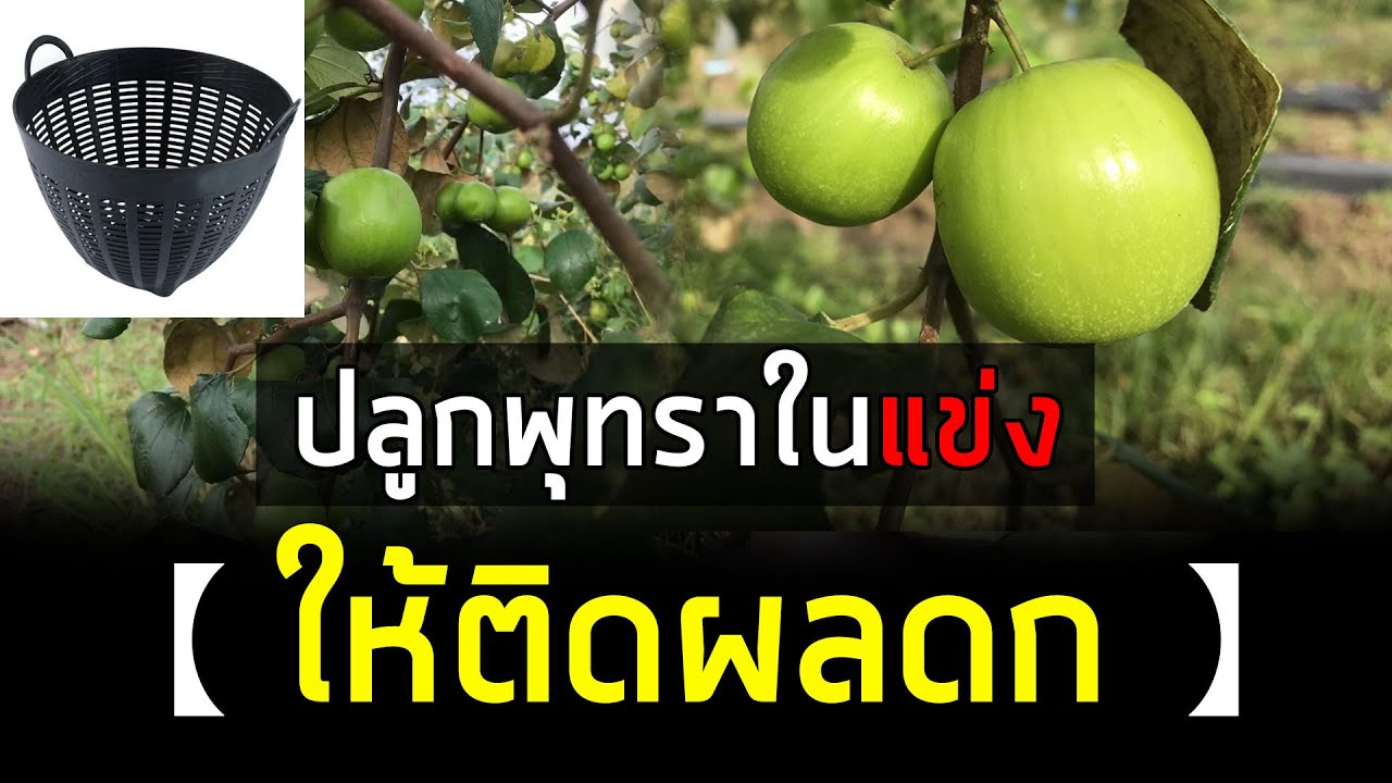 ปลูกพุทราไต้หวันในเข่งยังไง ให้ติดผลดก