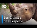 Lucha por los rinocerontes africanos | DW Documental