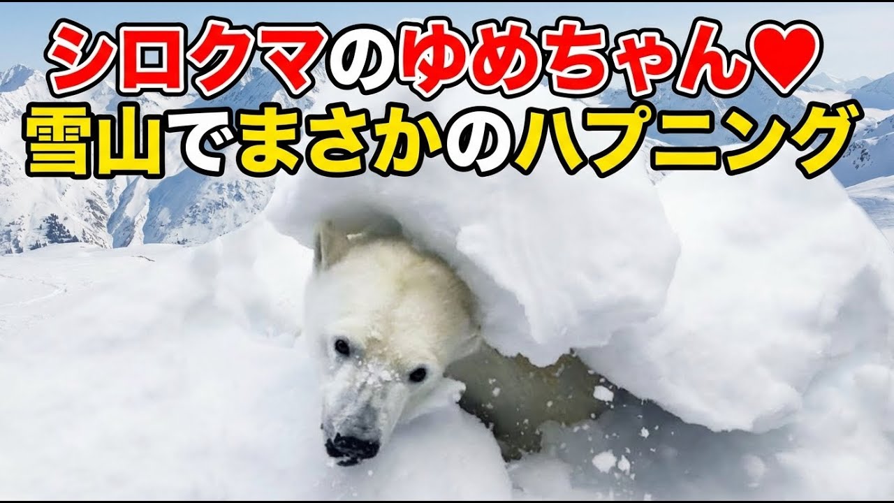 Белый медведь Юме-тян 💗 Неожиданный инцидент в заснеженной горе!? [Зоопарк Оджи]