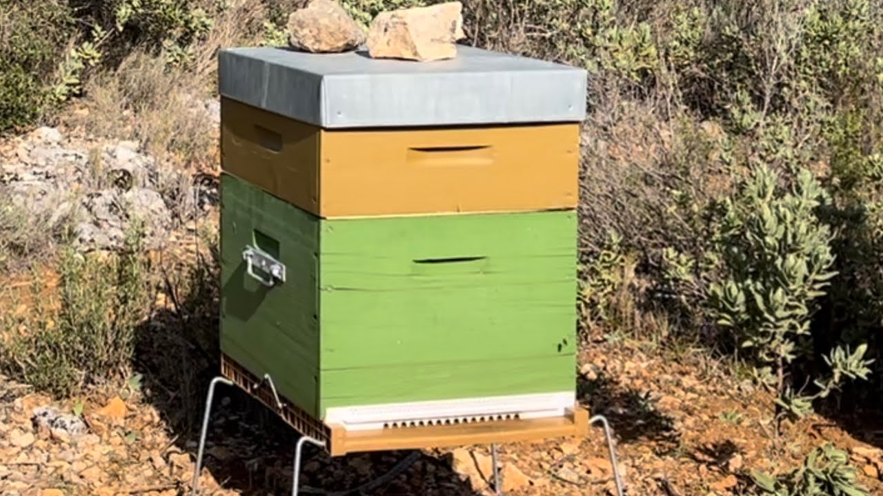 Mise en place des hausses sur le romarin 🐝