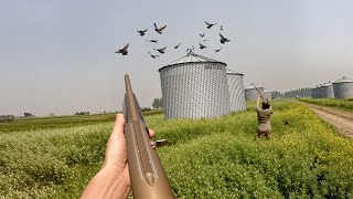 These Hidden Grain Bins Were LOADED With Pigeons! (Poofing Pigeons)