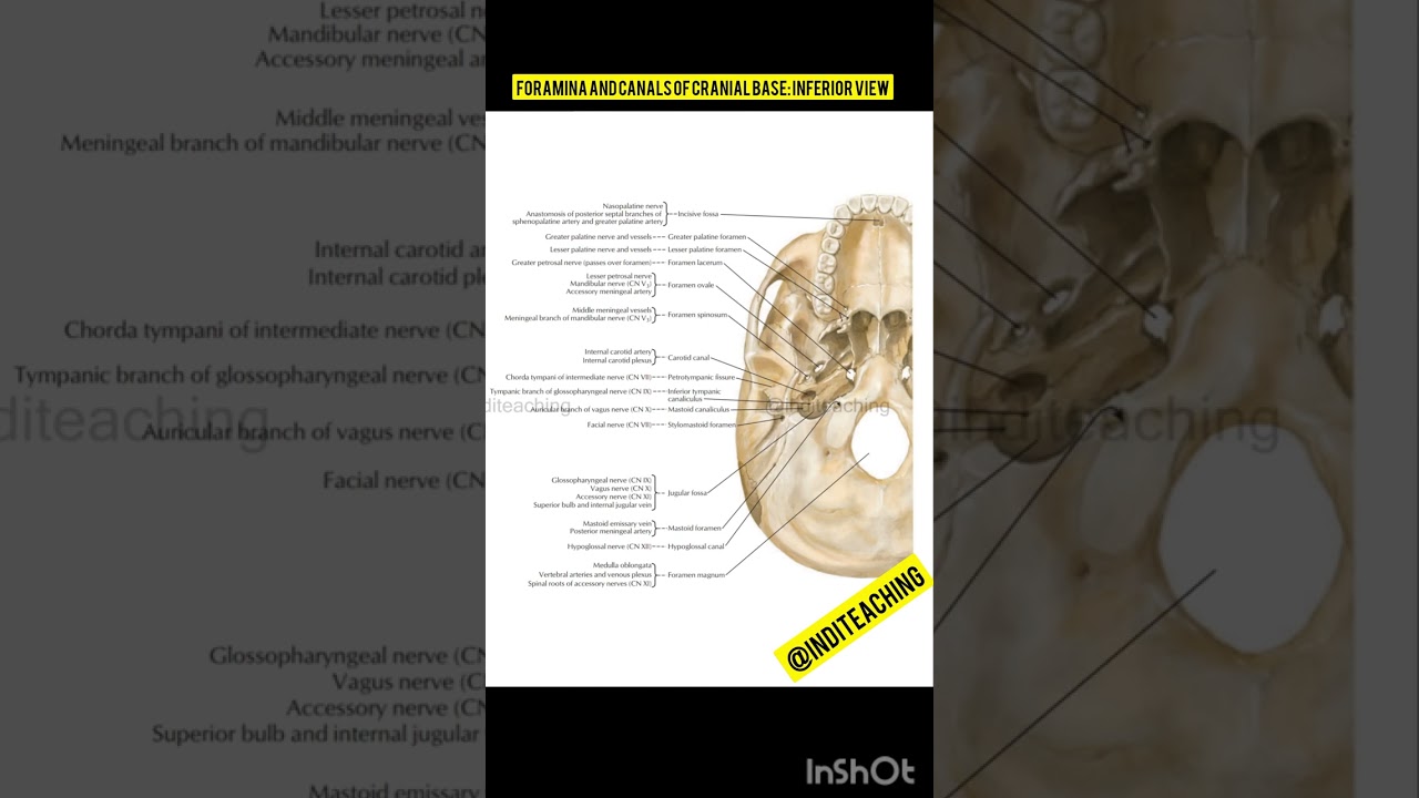 Foramina and Canals of Cranial Base: Inferior View | bones and ligaments | anatomy | @inditeaching
