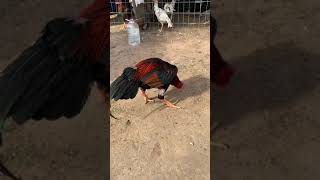 Lau Qaib Thai Sib Ncaws