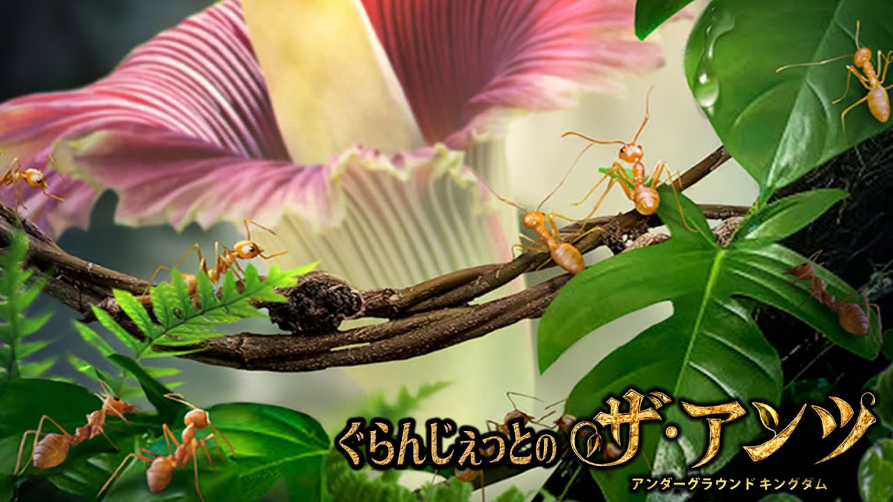 The Ants 44 アライアンス遠征 第5弾 212鯖 ぐらんじぇっとのザ アンツ The Ants Underground Kingdom Youtube