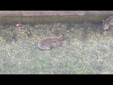 वीडियो: खरगोशों में रेबीज