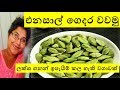 එනසාල් / කරදමුංගු  ගෙදරම වවමු ~ Shra Raji ~ 💛 How to grow Cardamom