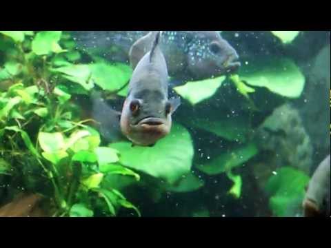 Астронотус (Astronotus ocellatus)