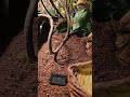 This is how I check my reptile temps