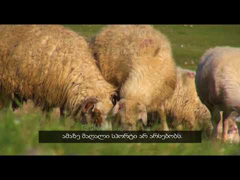 ალპური ზონის სეზონური ბინადრები