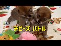 チビーズの赤ちゃんバトルが最高に可愛くて笑っちゃう‼️