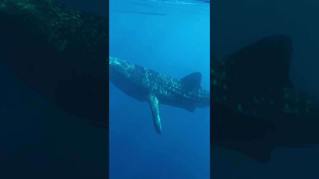 Meeting with whale shark on Sumbawa
