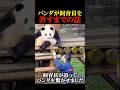 パンダと飼育員の絆