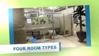 Paws & Play Dog Resort & Training Center Tour