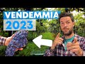 Ho fatto 15 QUINTALI in meno di UVA ðŸ‡