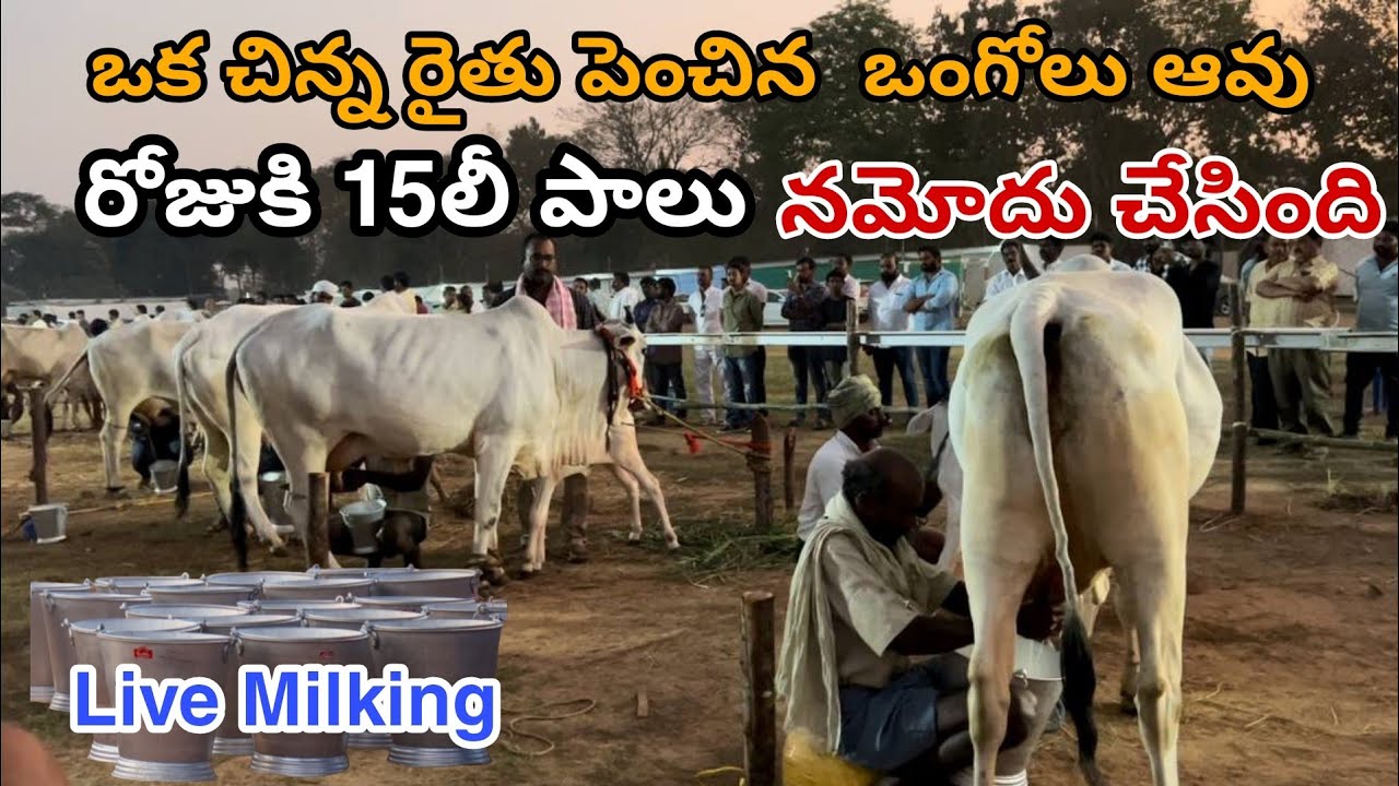 High milking Ongole cow found In milking competition andhra
