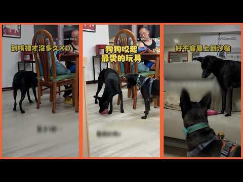 狗狗守不住玩具 在嘴裡沒多久就被搶走XD