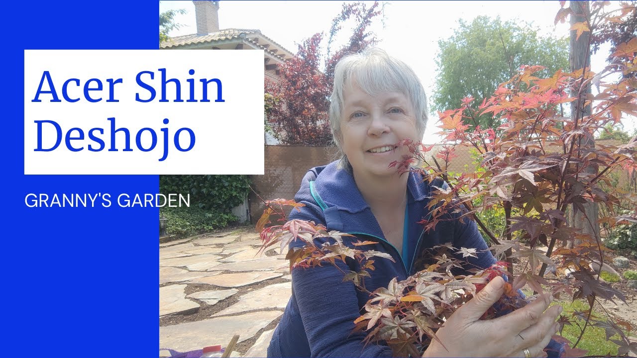 ACER PALMATUM SHIN DESHOJO/FIRST SPECIMEN PLANT FOR MY PATIO