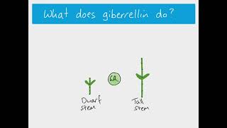 A2 Biology - Giberrellin and stem elongation