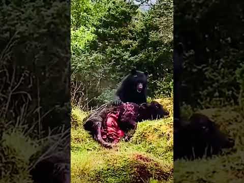 Grizzly bear survival mode #shorts #shortvideo #attack #film