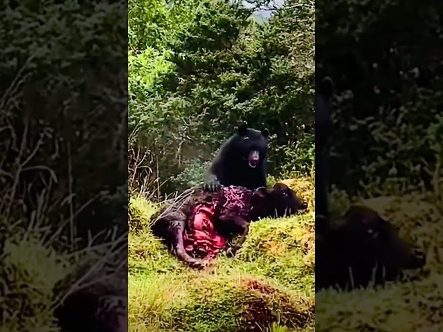 Grizzly bear survival mode #shorts #shortvideo #attack #film class=