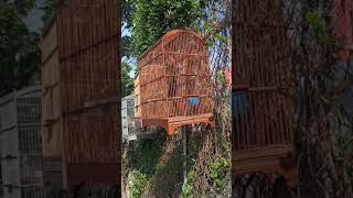 ciung batu kecil.gacor suara melengking..