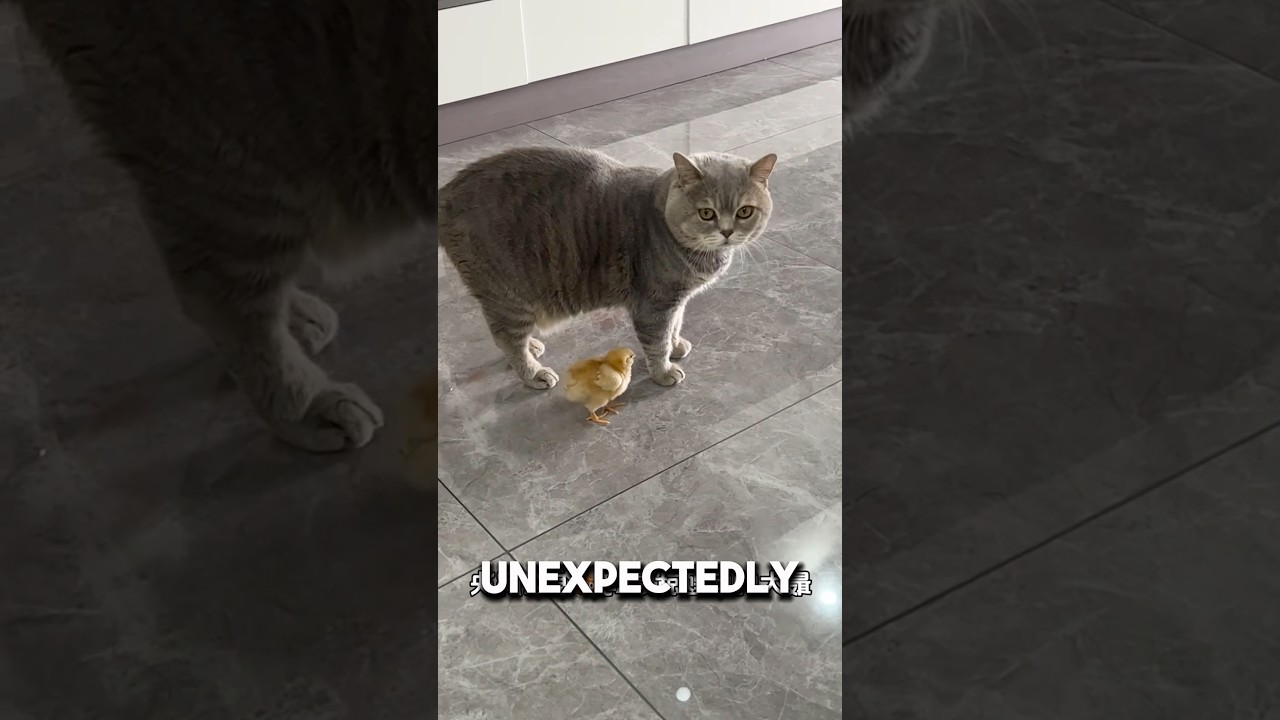 Do NOT Raise Baby Chick With Cat 😱❤️