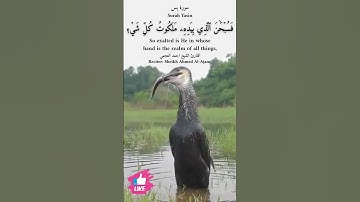 فسبحان الذي بيده ملكوت كل شيء وإليه ترجعون | سورة يس #دعاء_ورسالة Surah Yasin