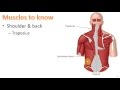 Anatomy Ch 9 - Muscular System