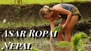 Ropai In Nepal | Rice Cultivation | Paddy Cultivation | Pokhara Ropai | Mobile Videography Nepal