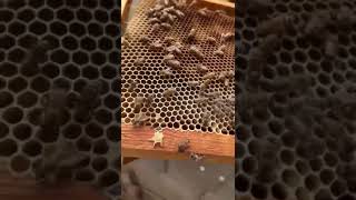 فحص اطارات خلية النحل