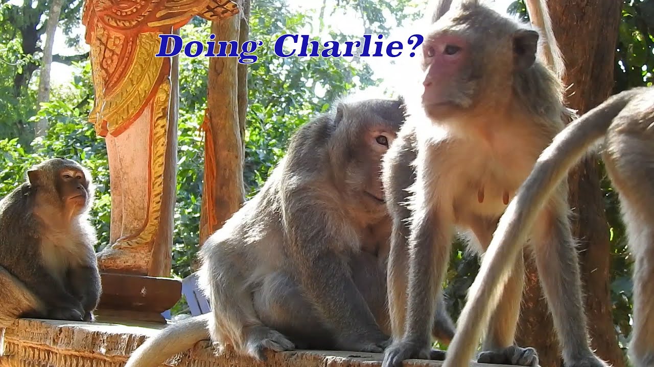 Old Father Charlie walking around to find girl, Charlie is sad in love