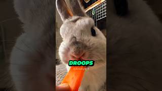Loap ear rabbit funny moments 🤣😅 # shorts #rabbit #animalshorts #animal #animalfacts #commentary