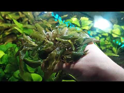 Video: Anubias Siro - Akvaario Komea