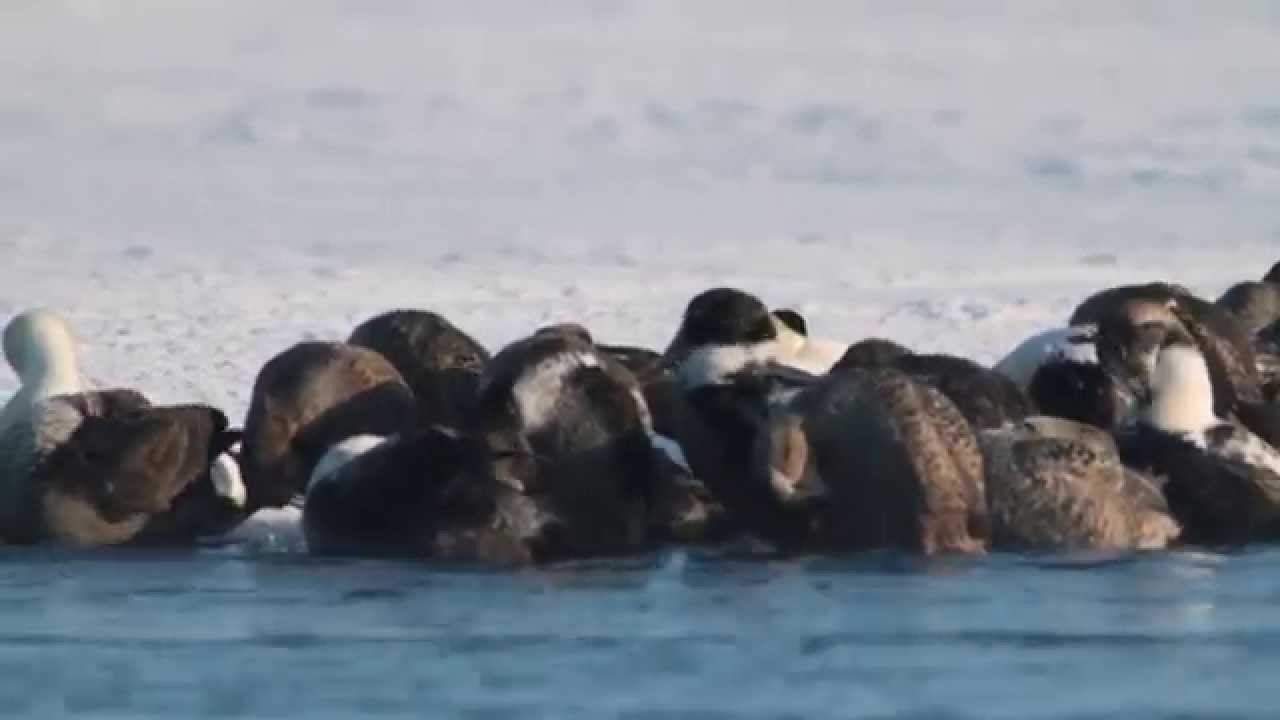 A Snowmobile tour of the Arctic Eider duck's icy habitat