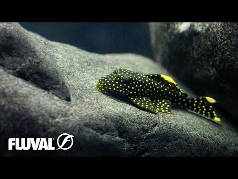 Video: Rocks in Aquariums: En Fish Guide