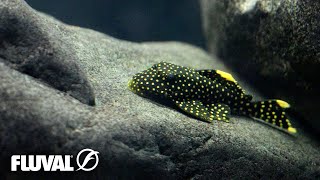 NATURAL AQUARIUMS | Using the RIGHT ROCKS in Your Fish Tank!