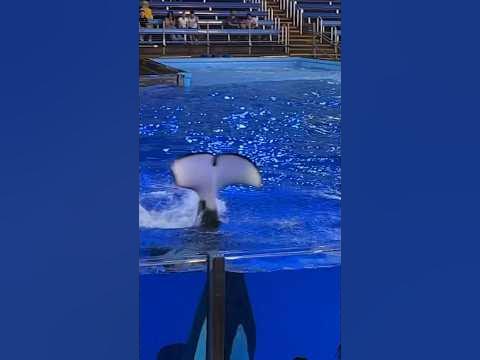 Mesmerizing Power: Shamu's Massive Splash Spectacle! - YouTube