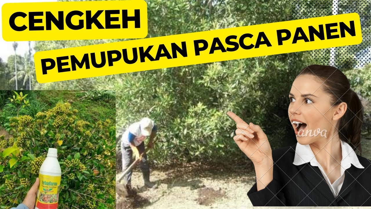 Trik Pemupukan Setelah Panen untuk Meningkatkan Pertumbuhan Pohon Cengkeh