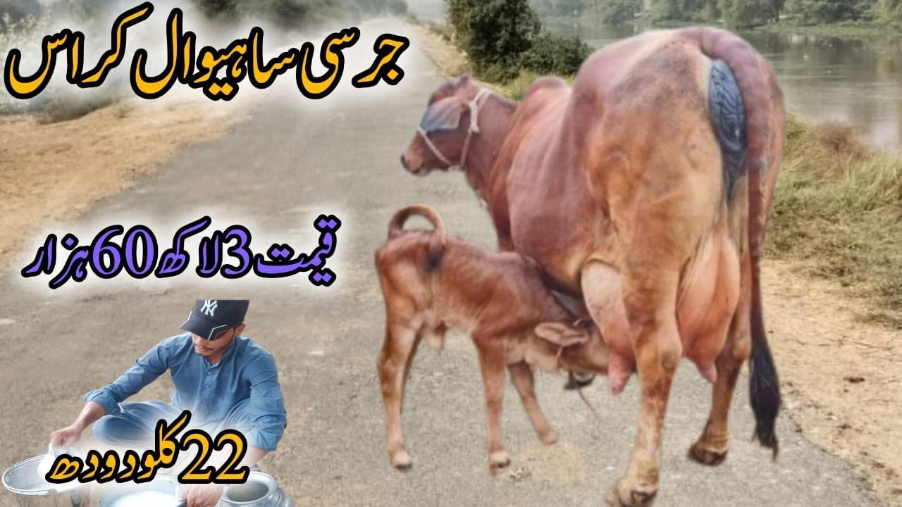 💎Jersey Sahiwal cross cow for sale milk 22kg 📞(03263951451)YouTube.3/11/2025 in Pakistan low prices 