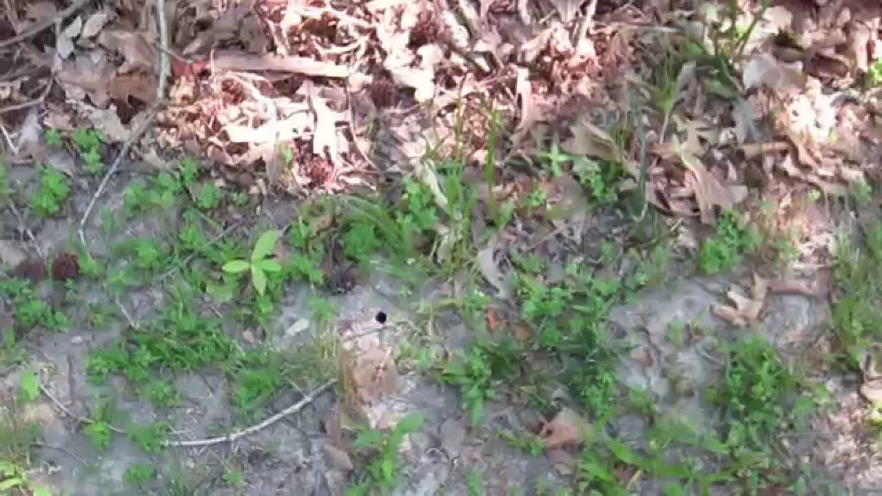 The cicada invasion of 2013!