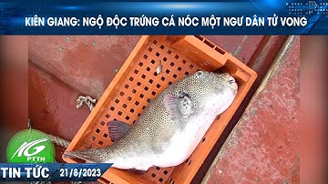 Kiên Giang: Ngộ độc trứng cá nóc một ngư dân tử vong | THKG