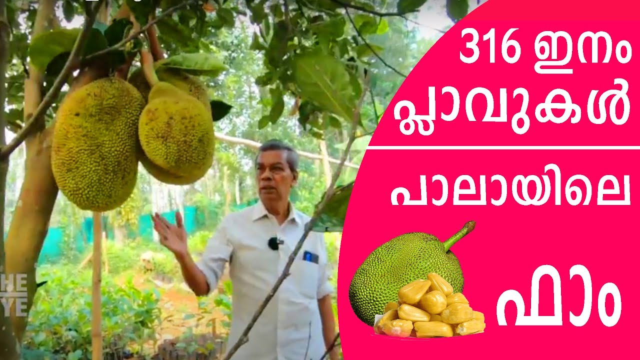 പ്ലാവ് നടുന്നത് എങ്ങനെ ? I Jack Fruit Paradise Farm Chakkampuzha I Thomas Kattakkayam