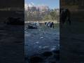Essential Skills for Thriving in the Wild" Ss46…..#Shorts #rdr2