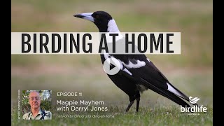 Birding at Home episode 11: Magpie Mayhem presented by Darryl Jones