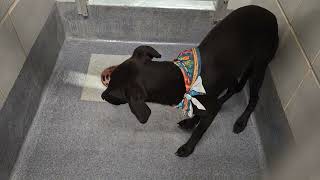 Acs A813826